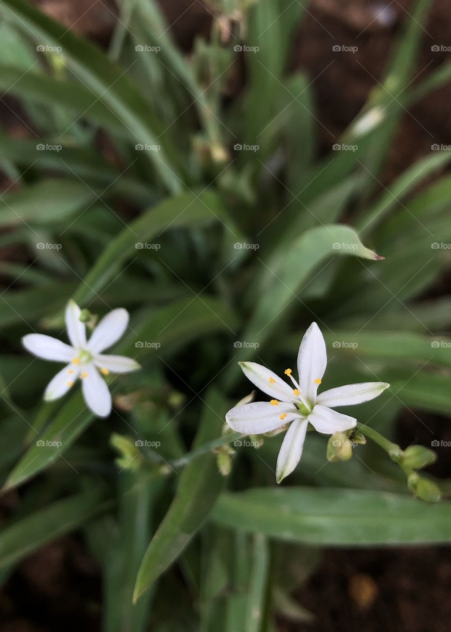 I am sometimes amazed at the macro’s that can be taken with a phone. Beautiful small white flowers. 