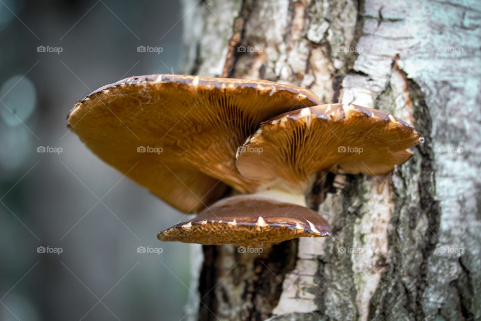 Three mushrooms growing on the bark of a tree