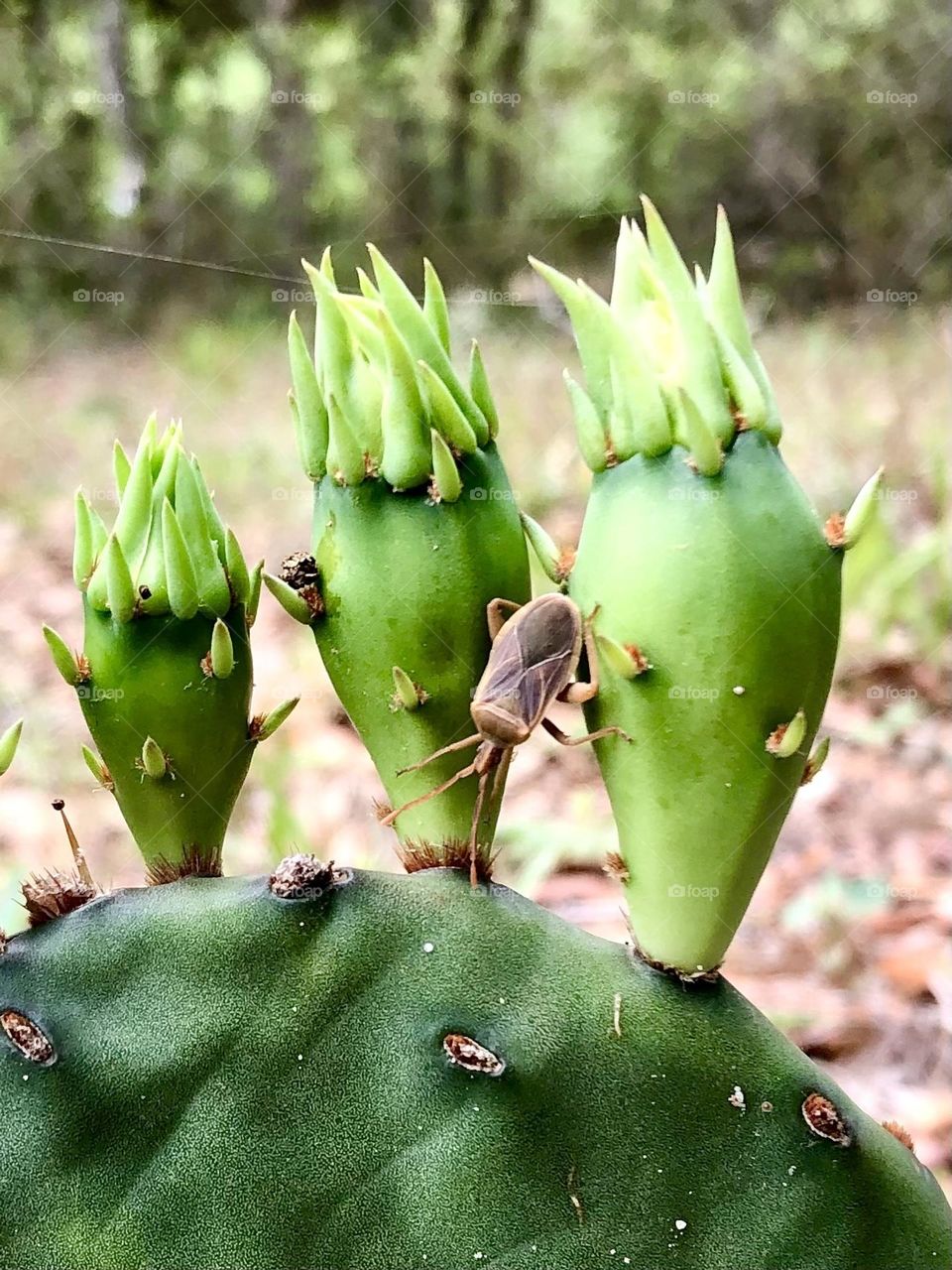 Caught this little stink bug on the new growth of a cactus in the front yard!