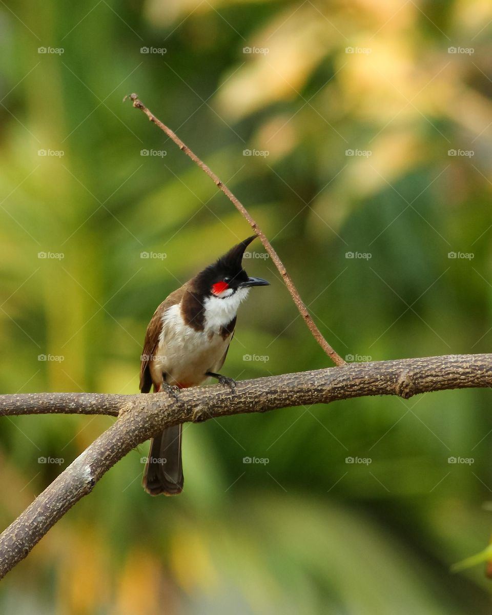 Red whiskered bulbul on a tree looking for the prey