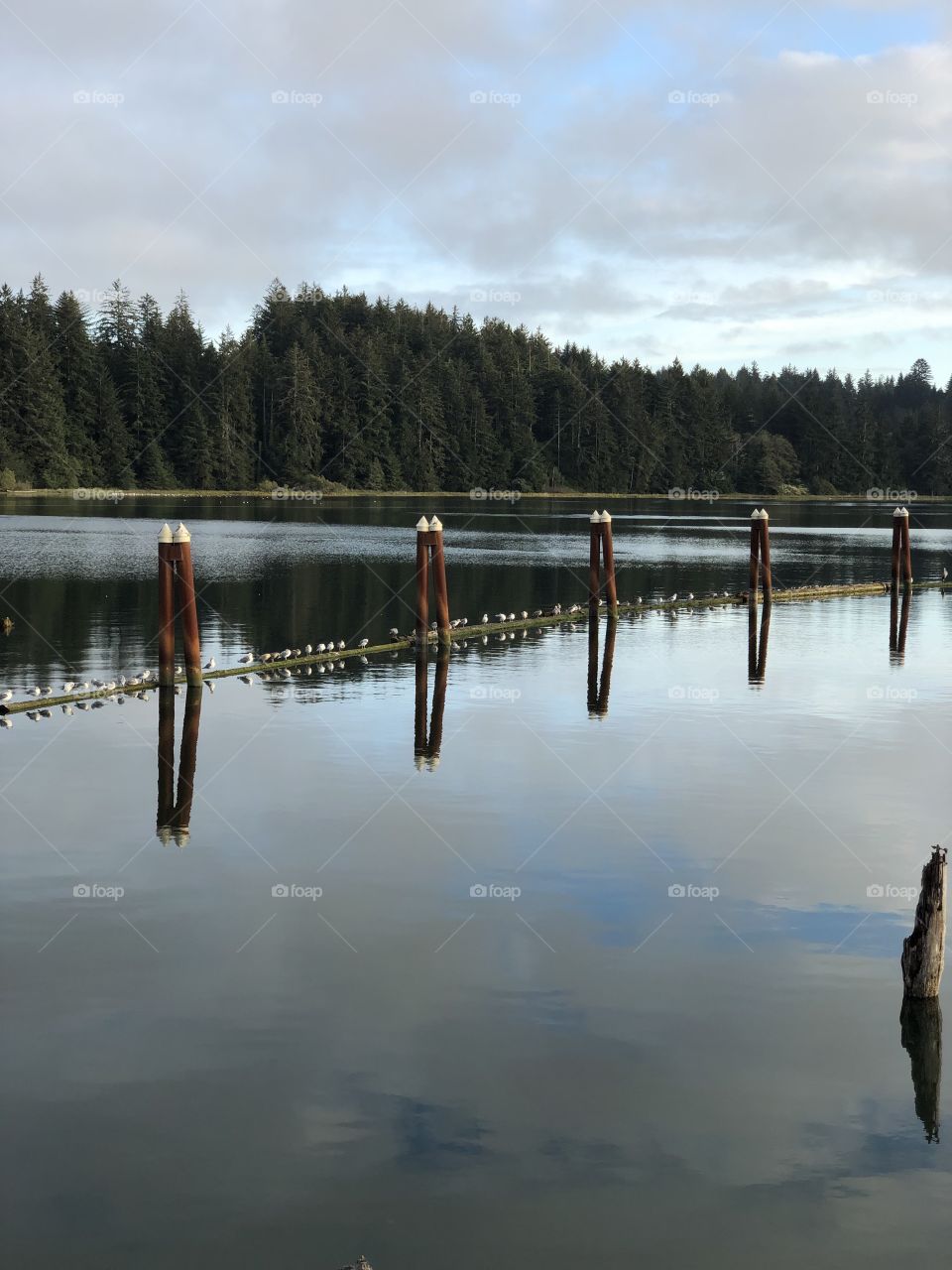 River, Trees and Gulls