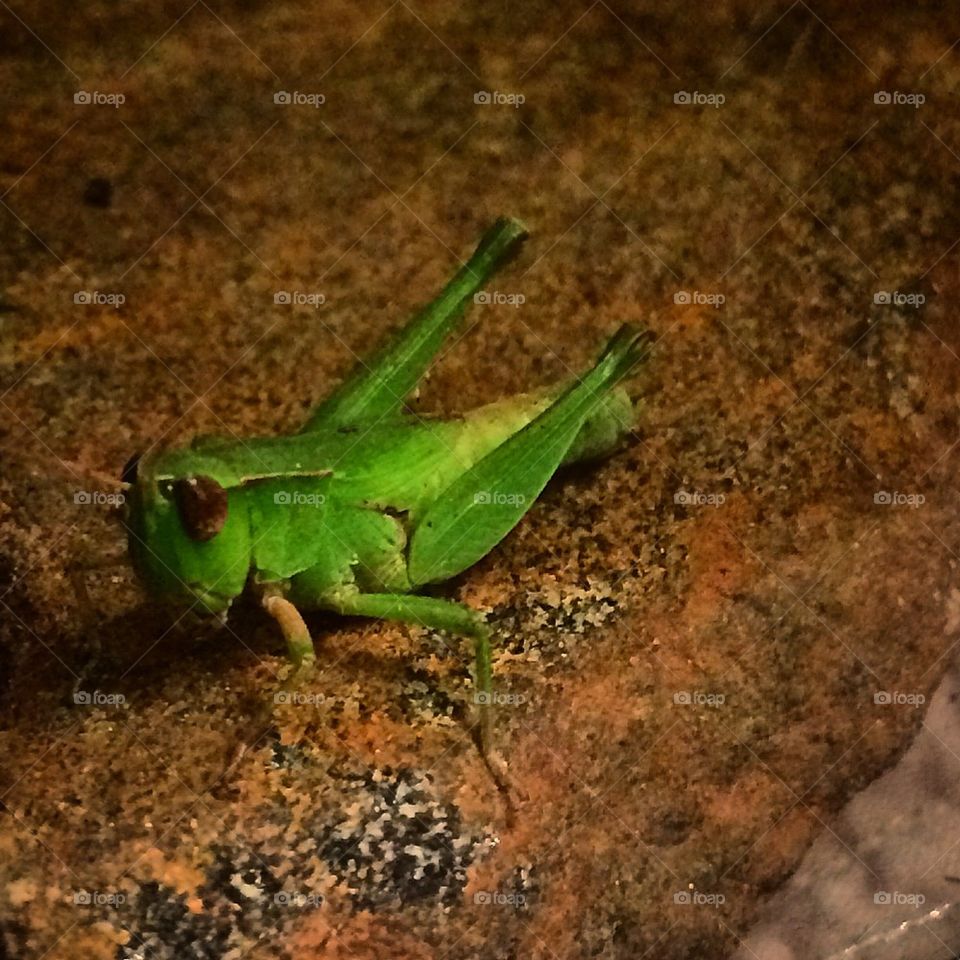 Grasshopper