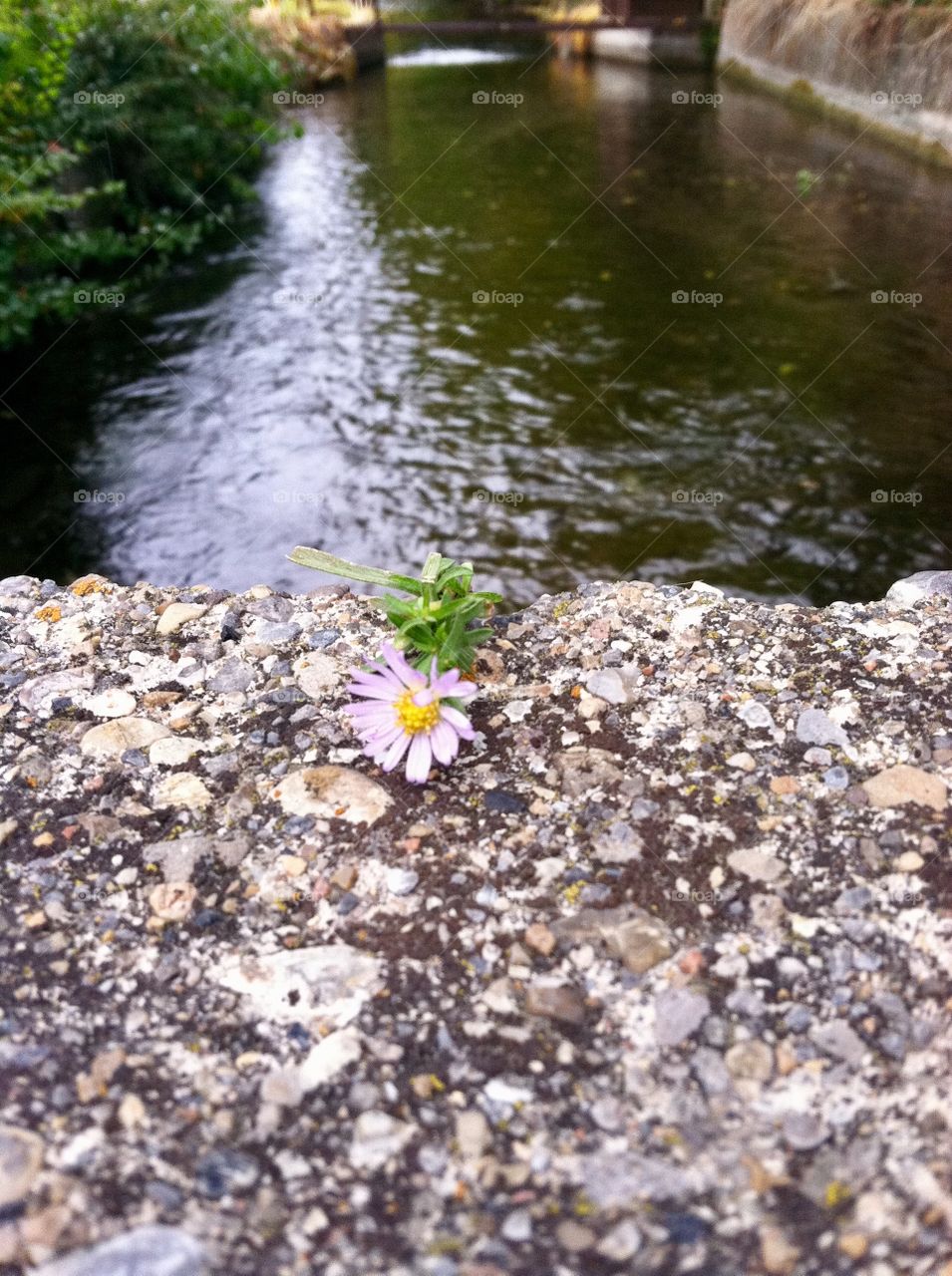 A small, purple flower on a strong, stone bridge shows both contrast and harmony. The full, Summer river behind it completes the scene.
