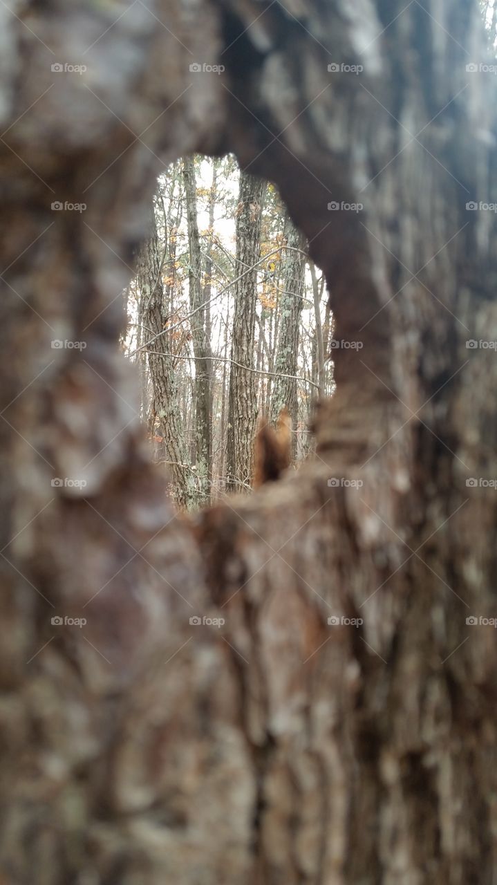 view through a hole in a tree