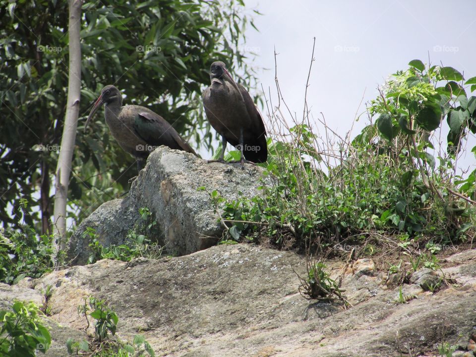 two ibises
