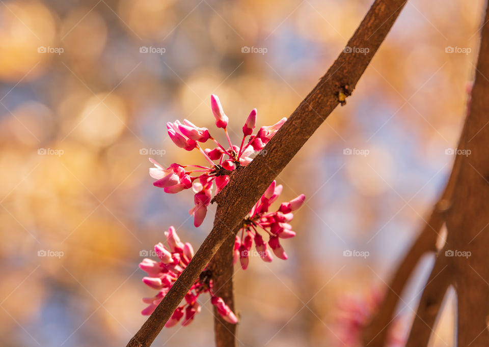 Pink redbud tree flowers/buds emerging from branch against backdrop of sun hitting some light brown leaves