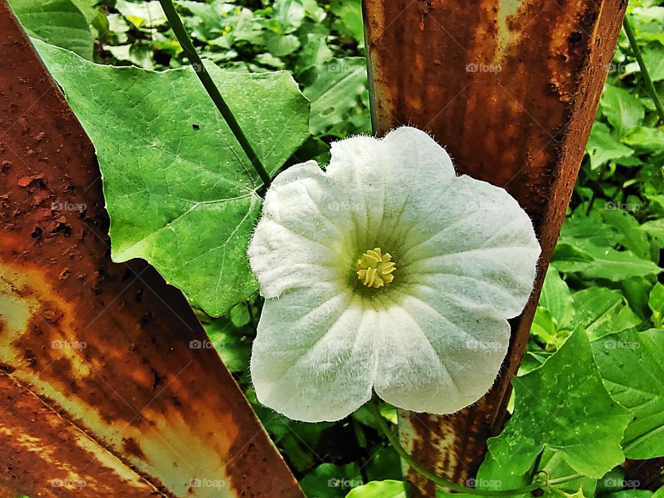 Leganariya
vine
White Grooming Flower
🌼🌼🌼🌼🌼🌼