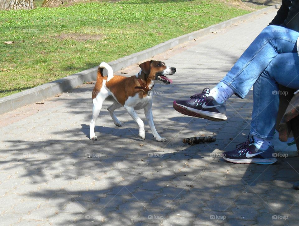 Dog, Mammal, Road, One, People