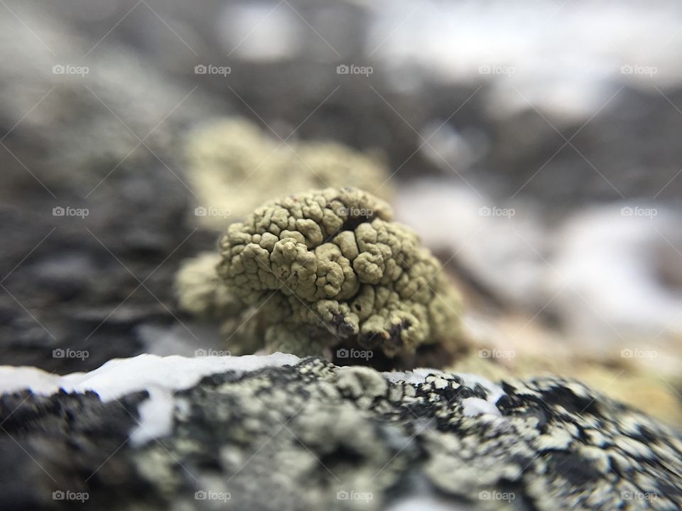 Hallingdal. Beautiful rocks and moss