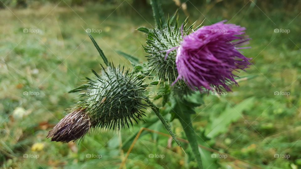 thistle