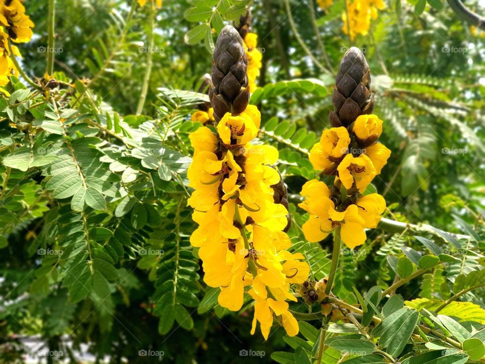 Flowers#blossom#nature#plant#vegetation