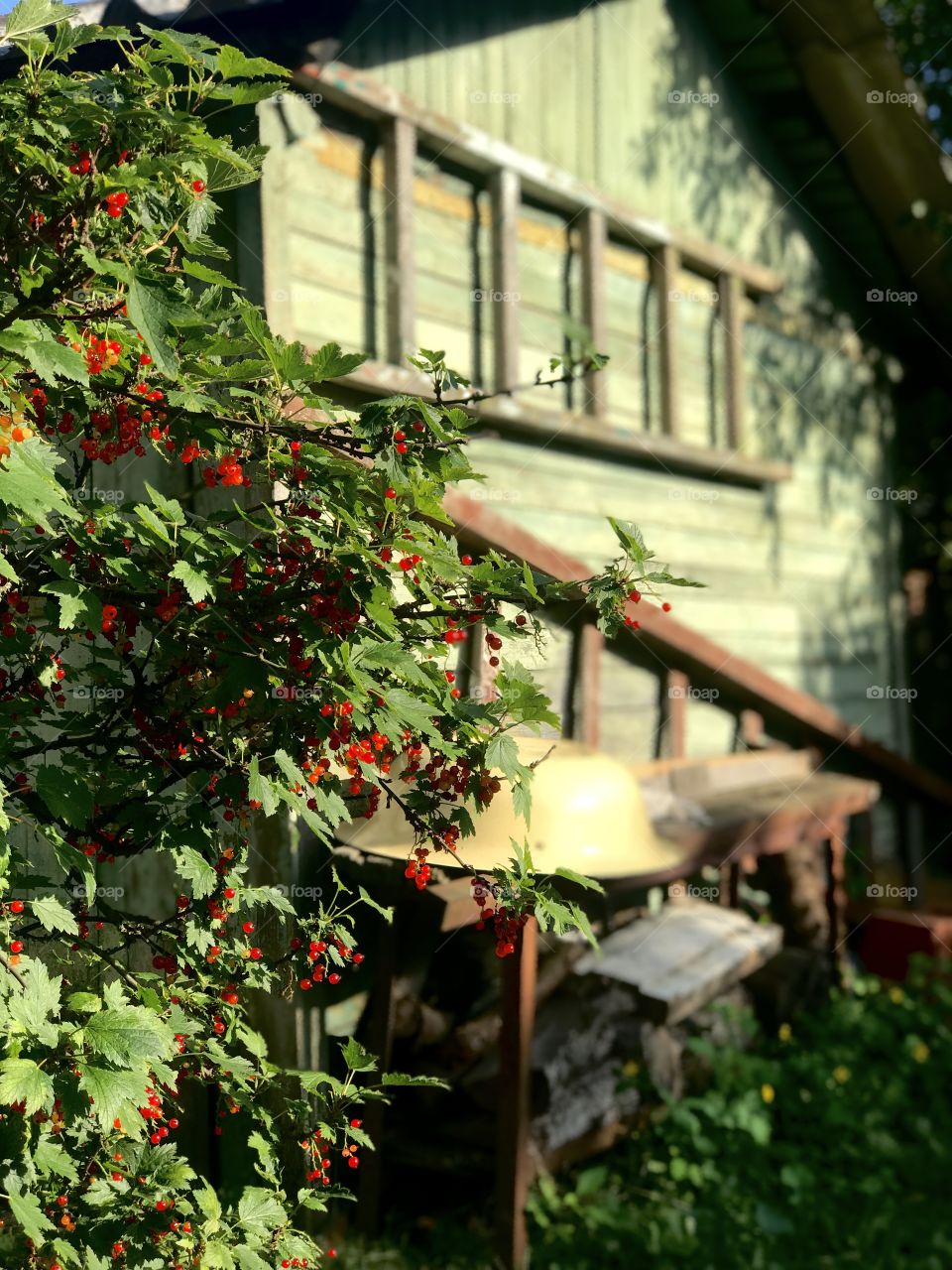 Red currant Bush. Old barn. Red currant. Berries