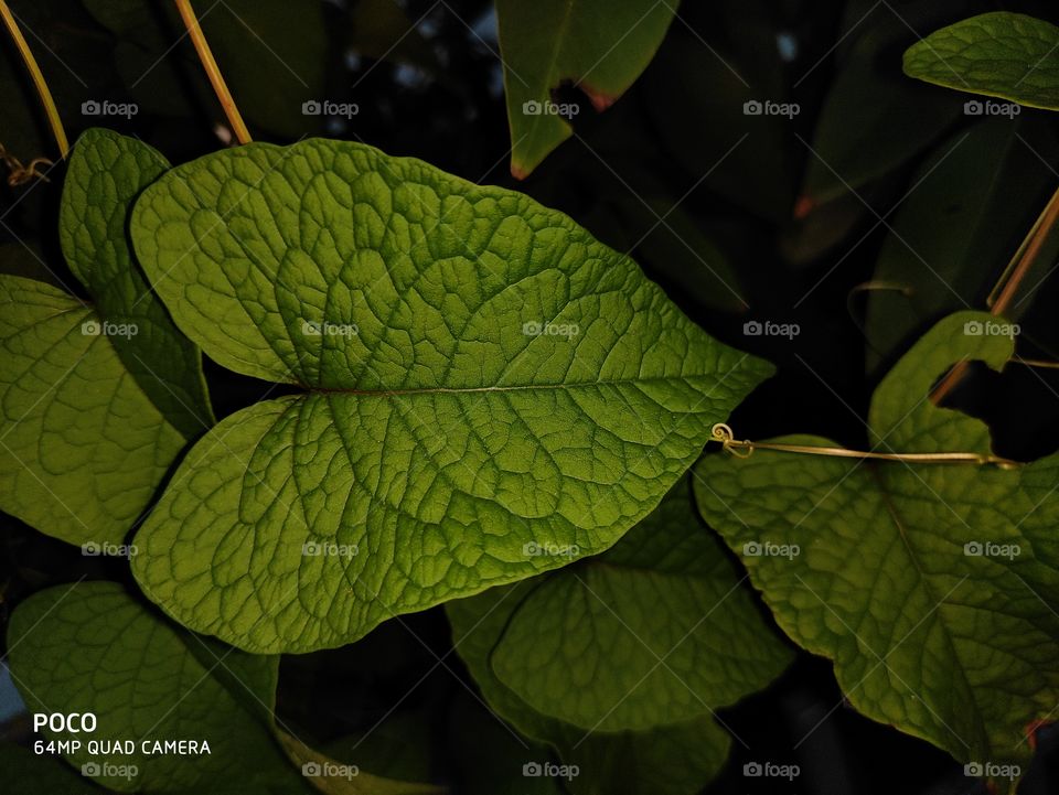 green leaf