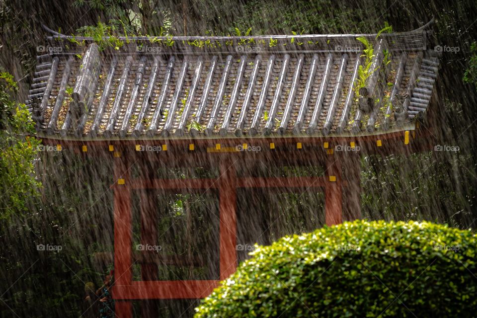Hawaii’s winter rain at the Byodo-In Buddhist Temple, Oahu, Hawaii. 