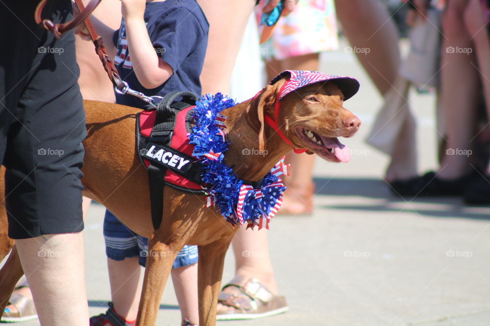 Lacey  Parade Dog
