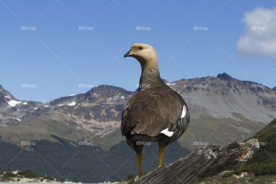 The bird and the mountain.