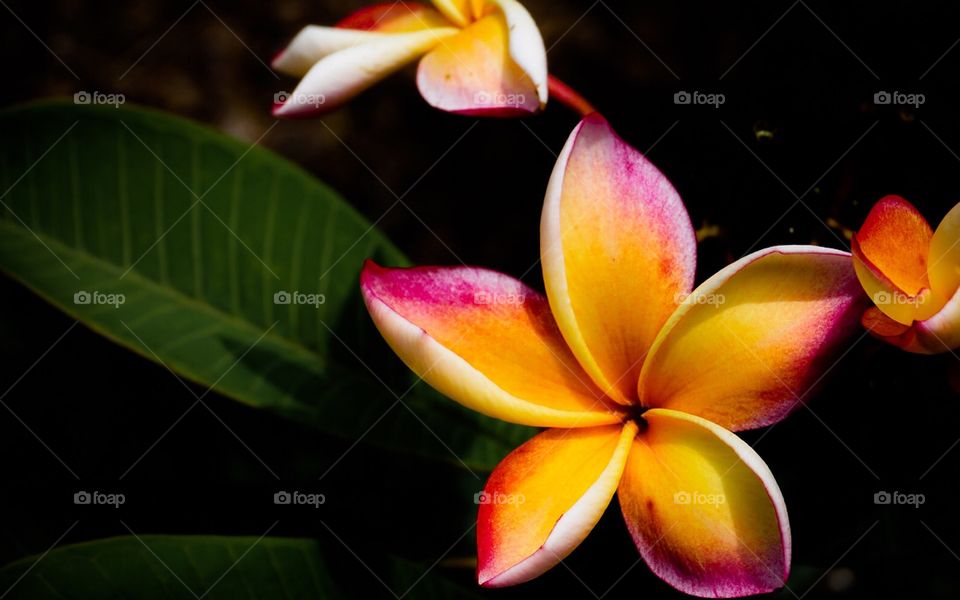 This brilliant orange and pink Plumeria set against black background will be used for a Hawaiian Lei.  