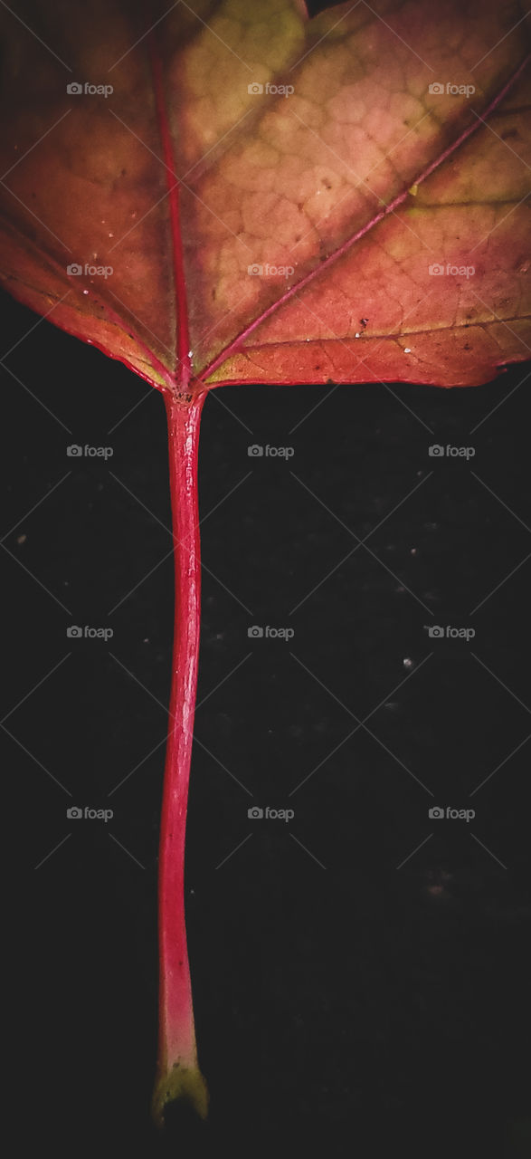 Abstract Autumn leaf.