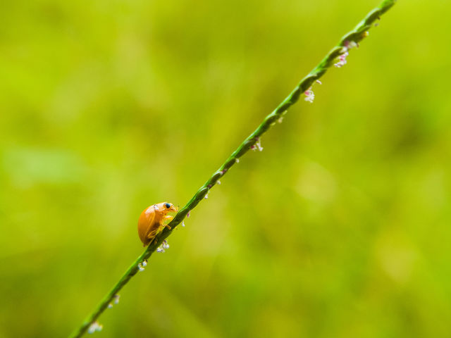 Lady bug is climbing.