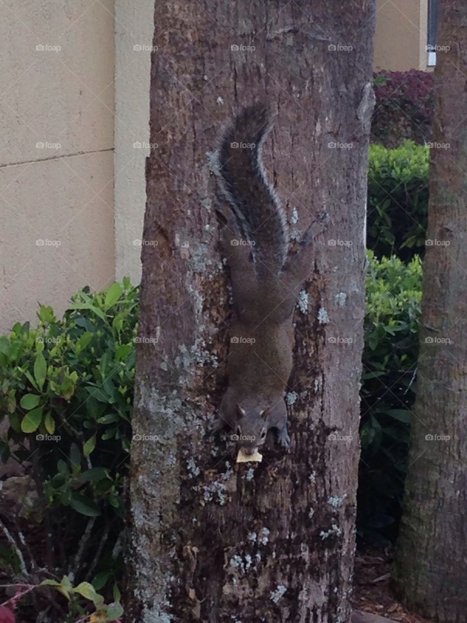 Give me back my chip! 