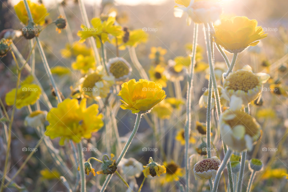 Wildflowers 