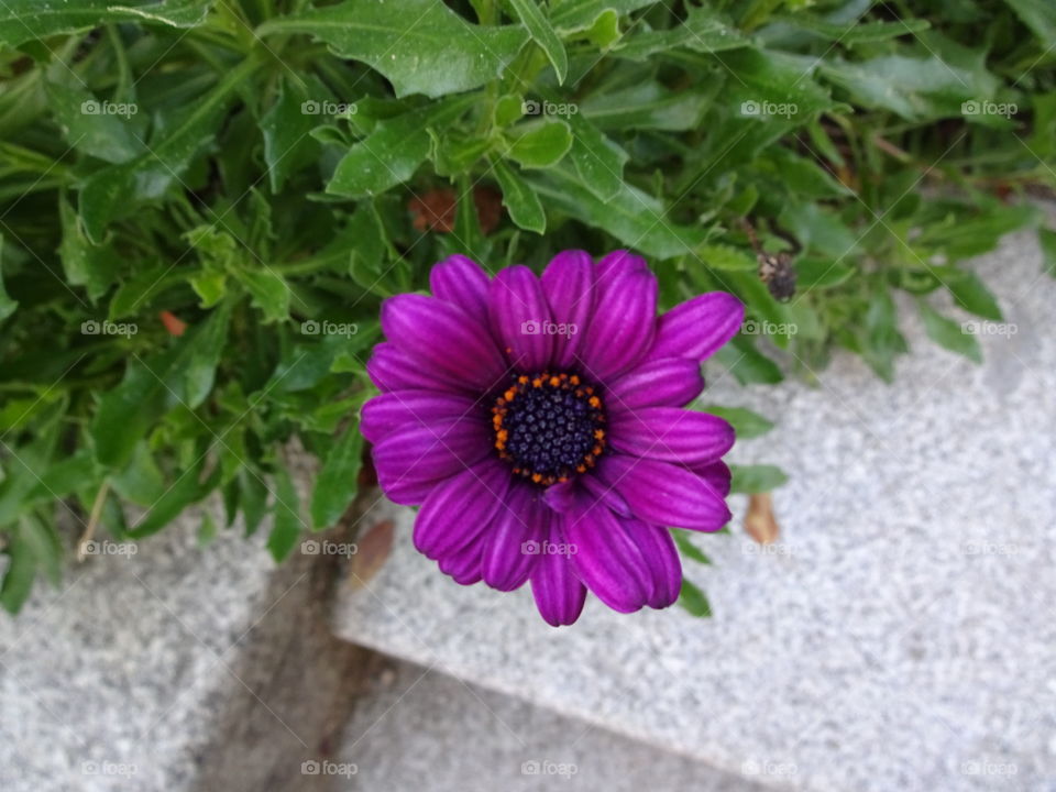 Purple flower