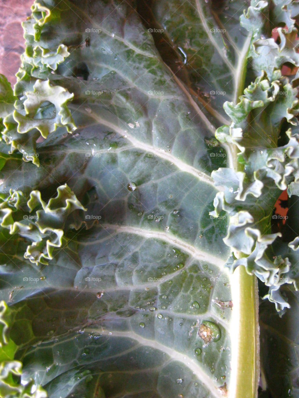 Kale. Raw curly kale.