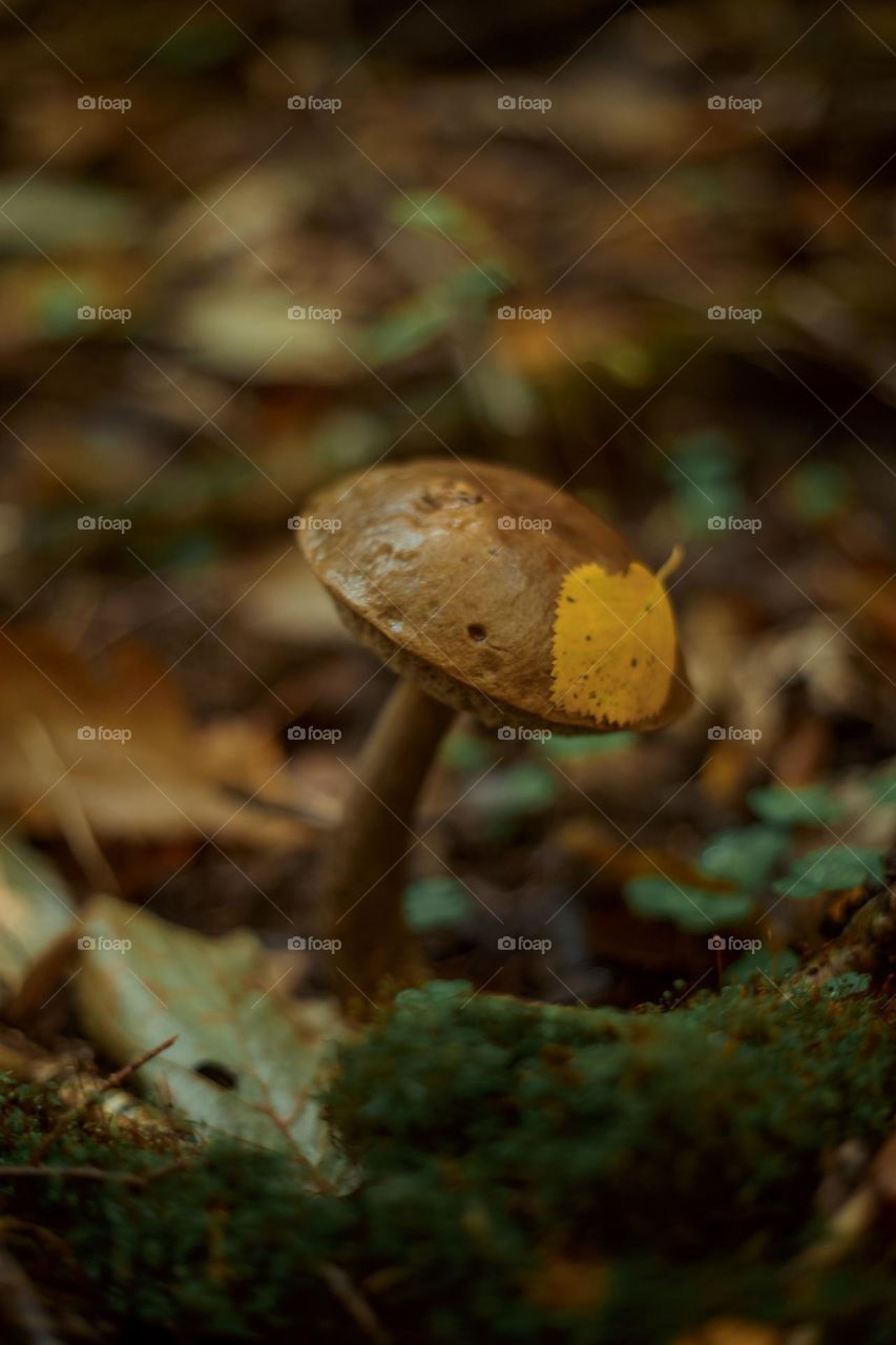 Mushrooms in a autumn sunny forest