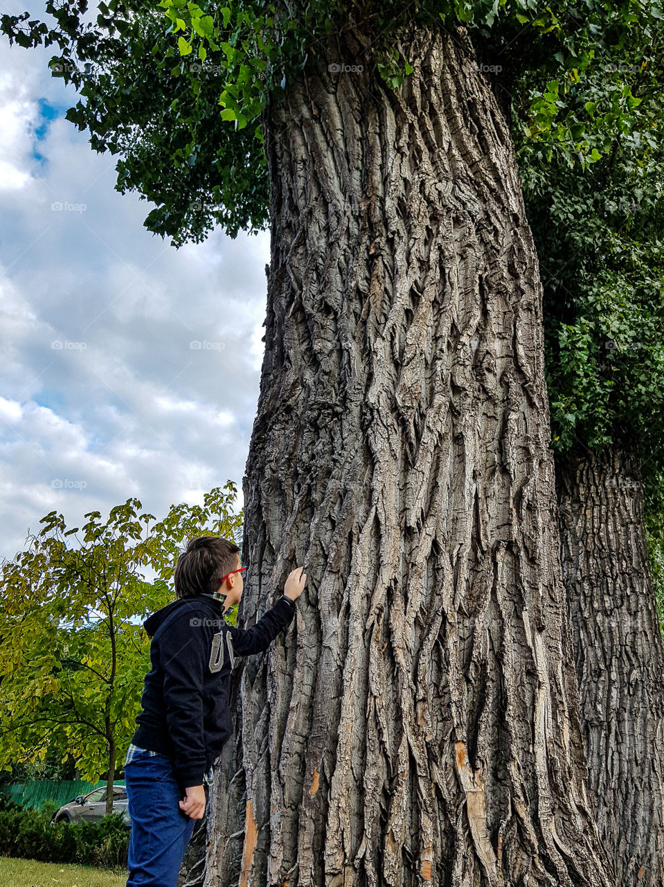 The child looks at a huge poplar tree.