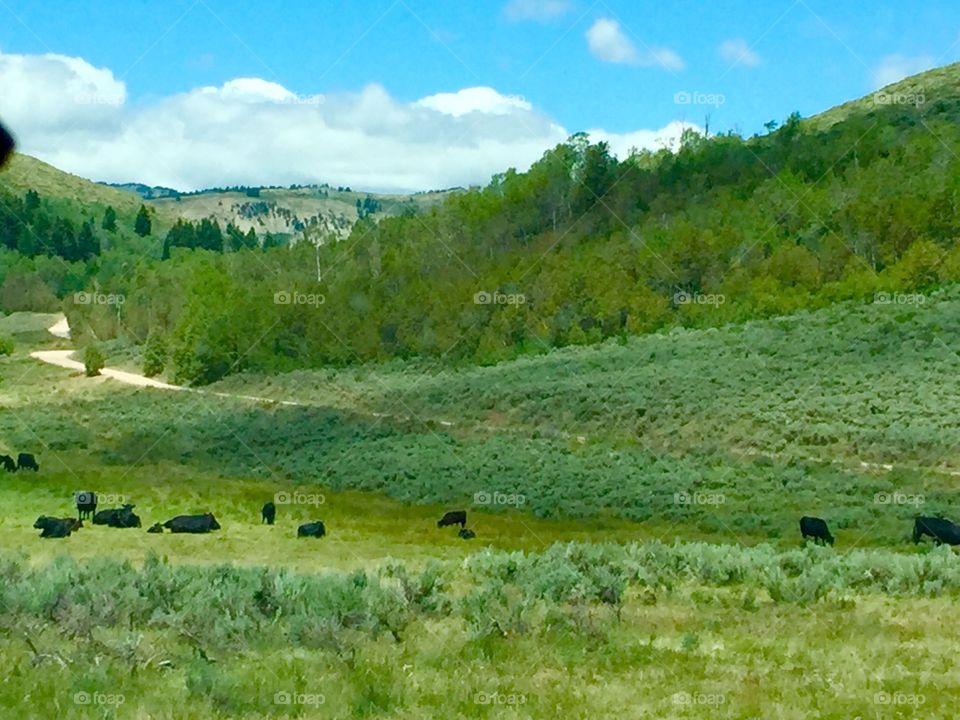 Cows in meadow 