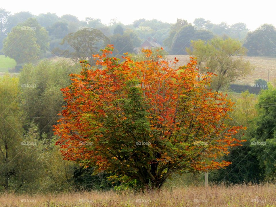 autumn days 🍁🍂 a misty october morning with lots of trees still green and this one orange leafed tree stands out against them and the mist in the background