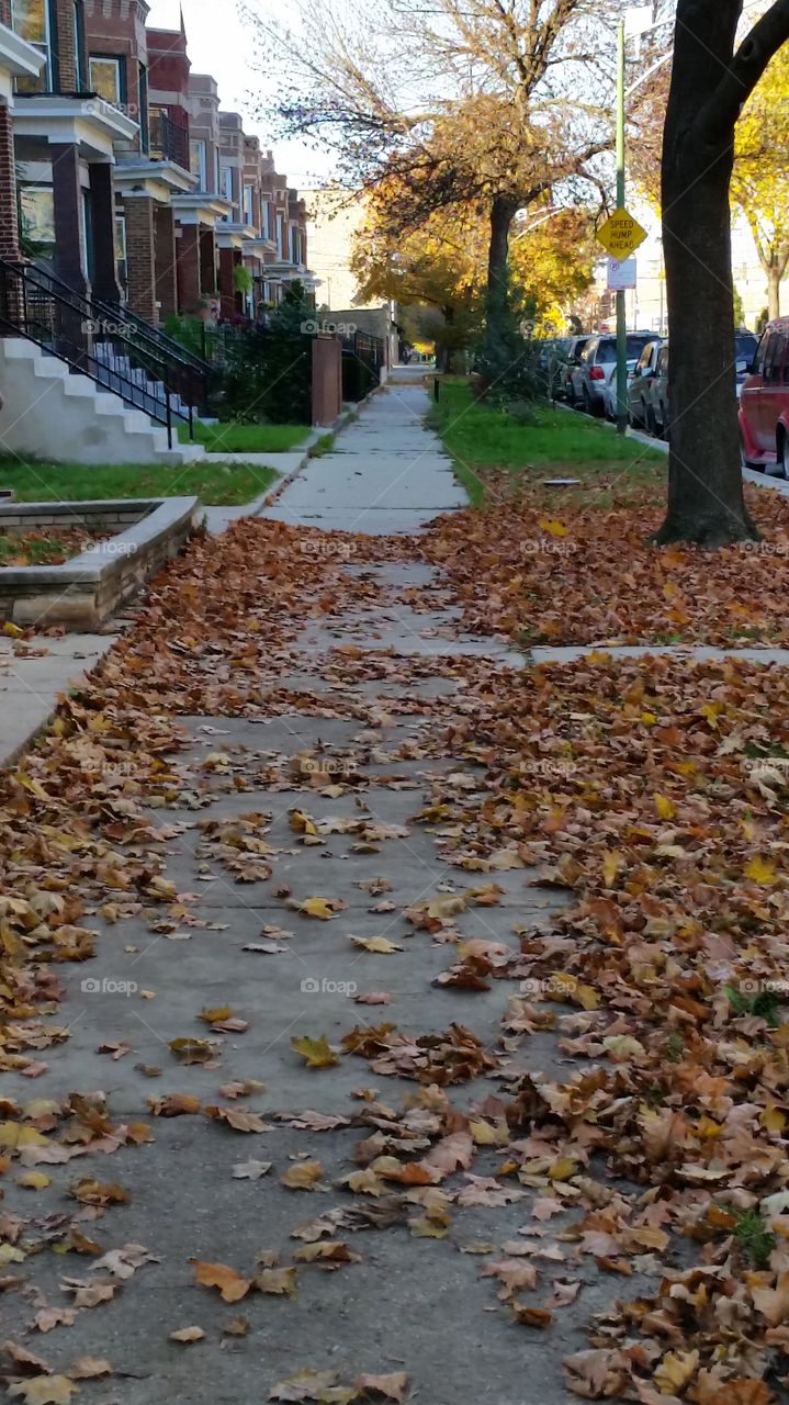 Fall in the city. Leaves fall only on this end