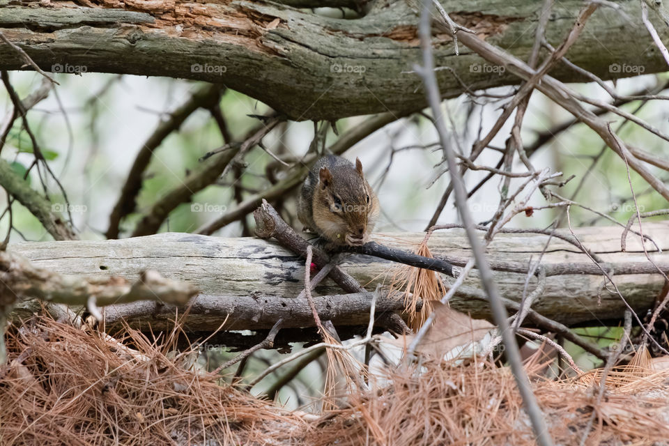 An adorable chipmunk eating and not minding anyone around it. Also taken at Starved rock state park in Illinois.