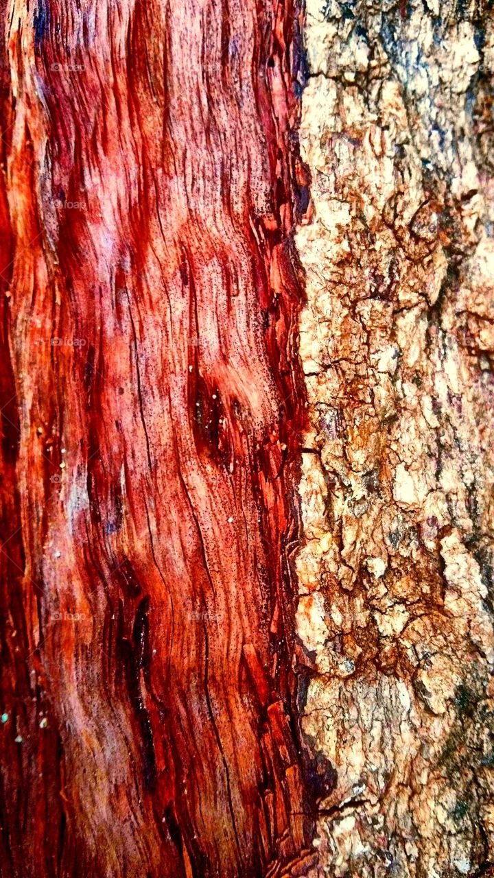 Wood grain and barks