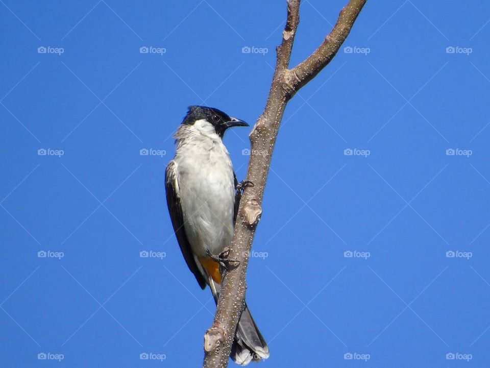 Scooty headed bulbul. Pycnonotus aurigaster, cucakkutilang in Bahasa. Yellow's near with oranje for the vent area near the tail. That's to be the main character for identify, beside the head of interest in black.