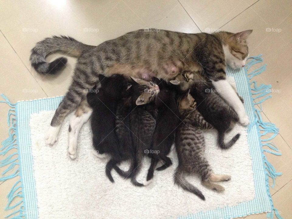 Lovely cat family