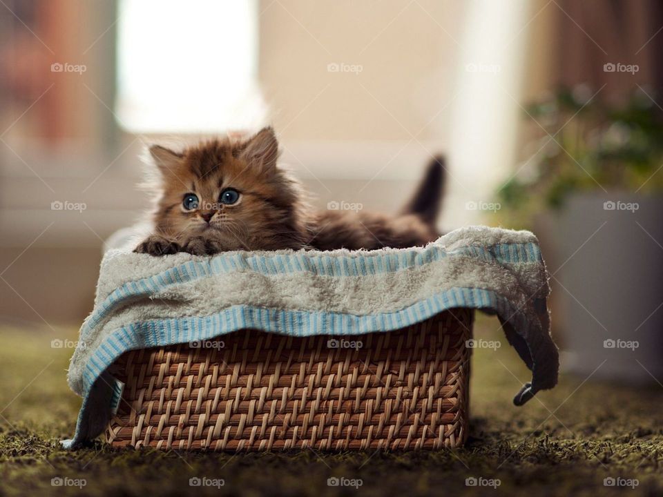 котенок, пушистый, корзина, материал