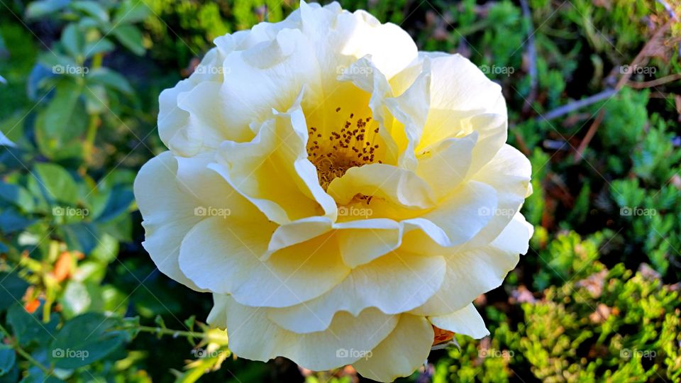 Rose. Pale yellow rose in full bloom