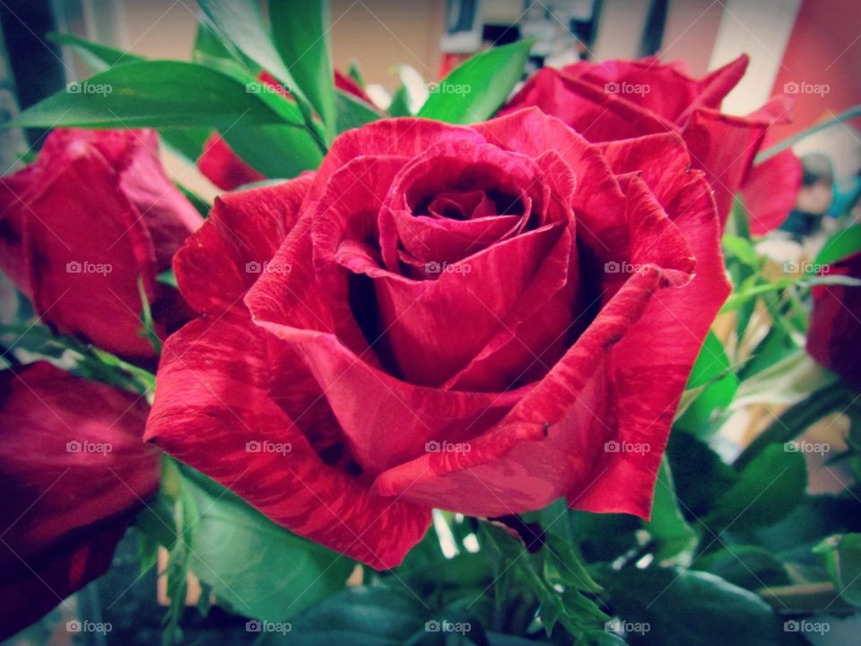 Red rose, love