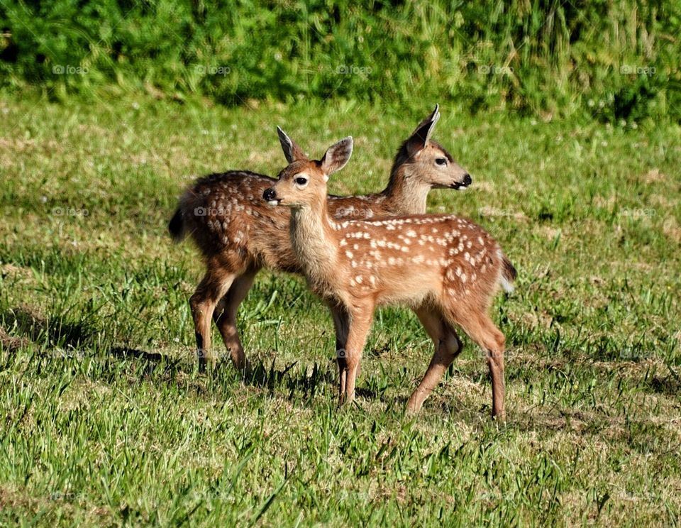 Two fawns