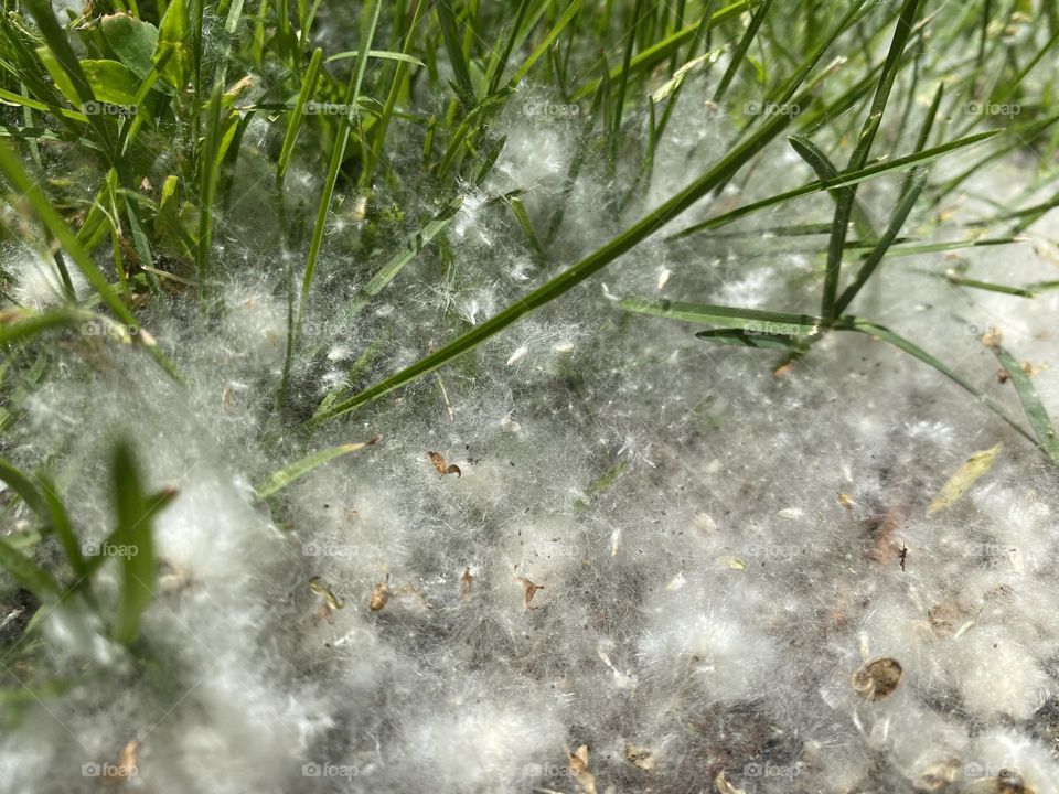 Poplar down scattered on the grass 