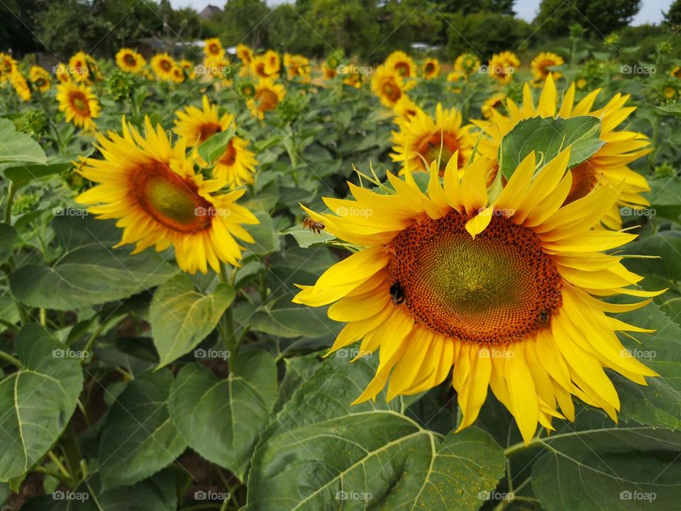 Sonnenblumen