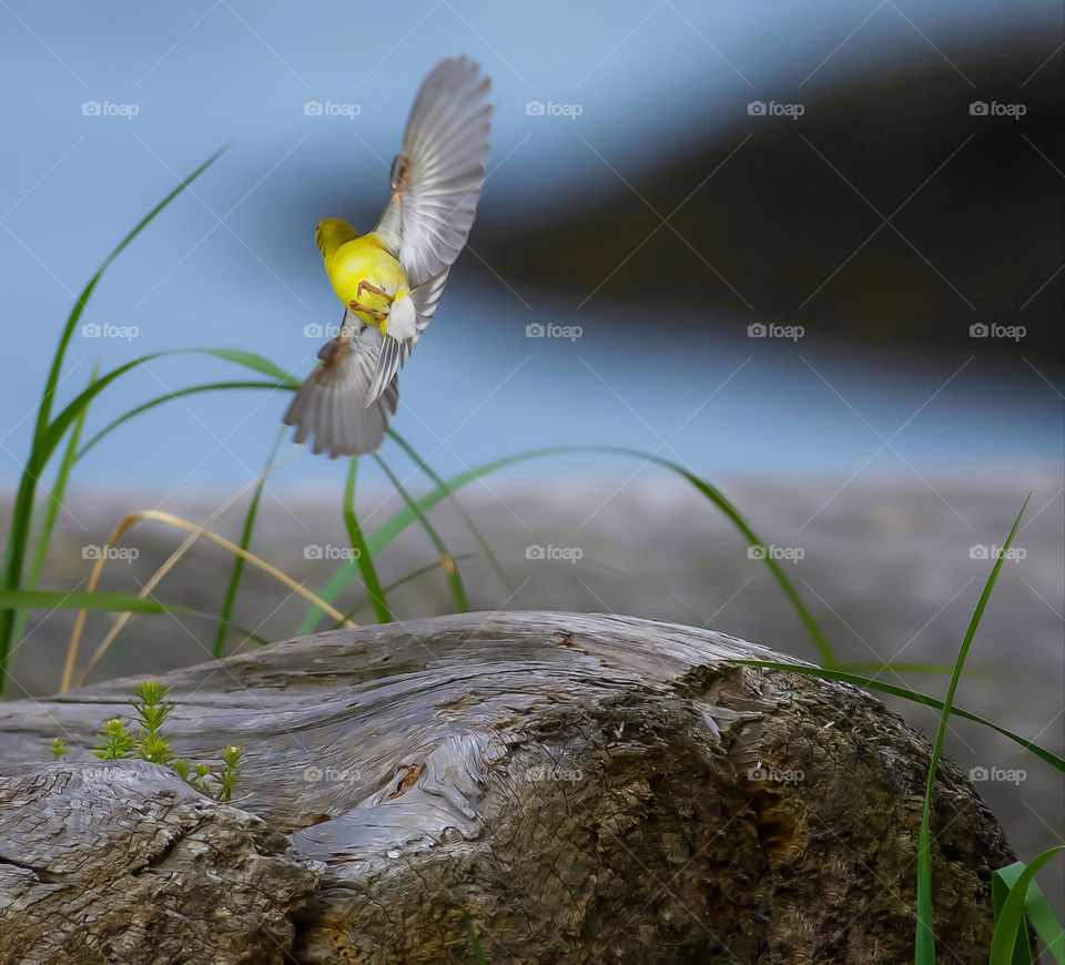 Goldfinch in flight