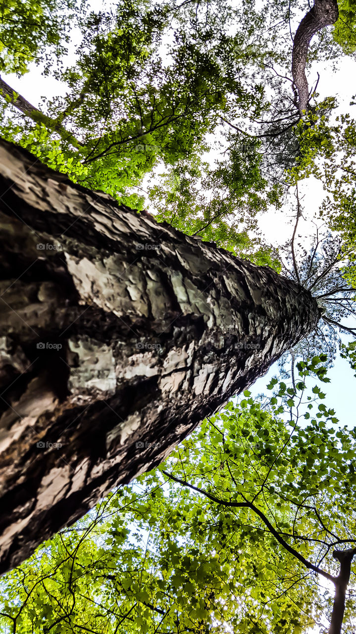 A Mighty Pine- A view up the side of this huge pine tree.