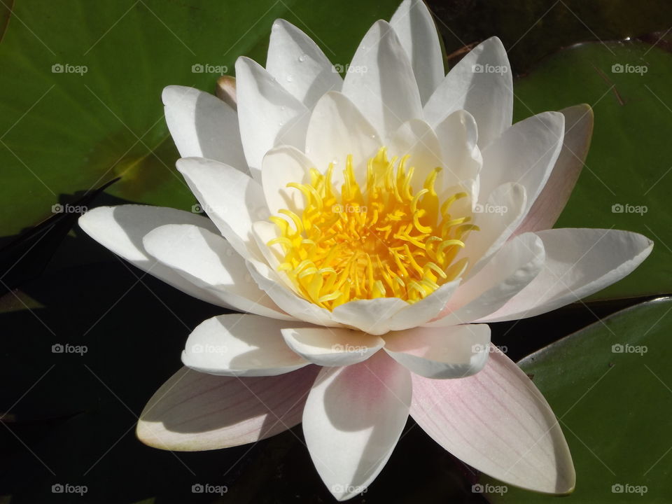 White Water Lilly Flower