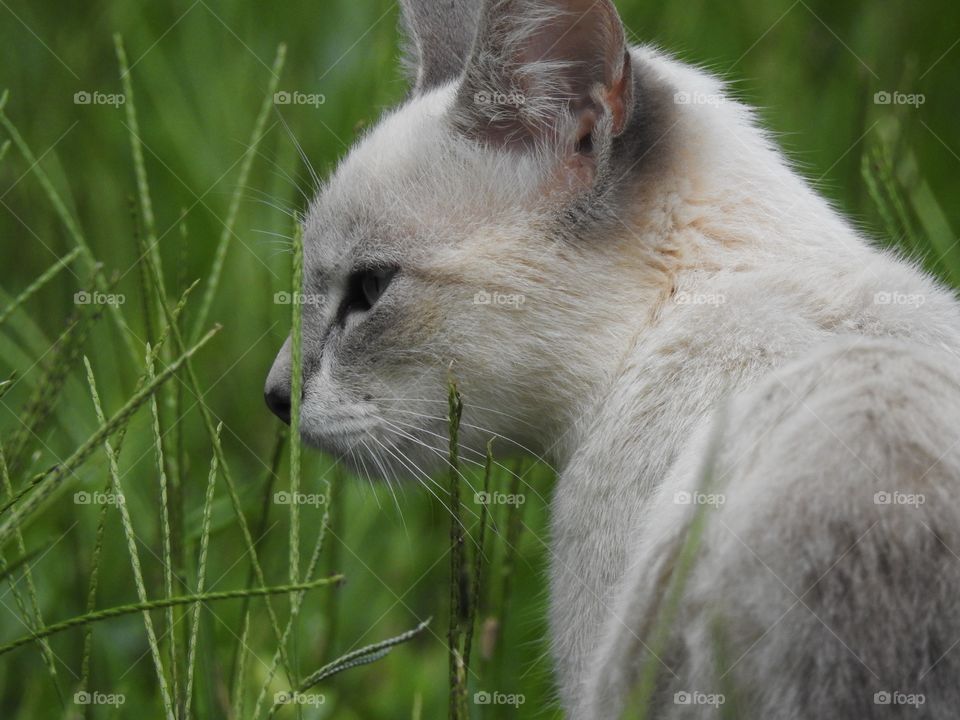 Cat walking on the grass