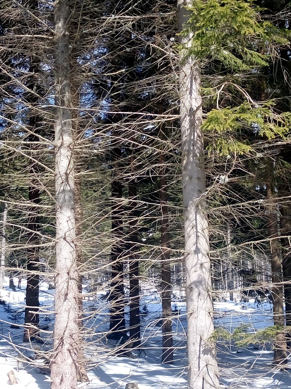 polish nature | winter forest in the mountain