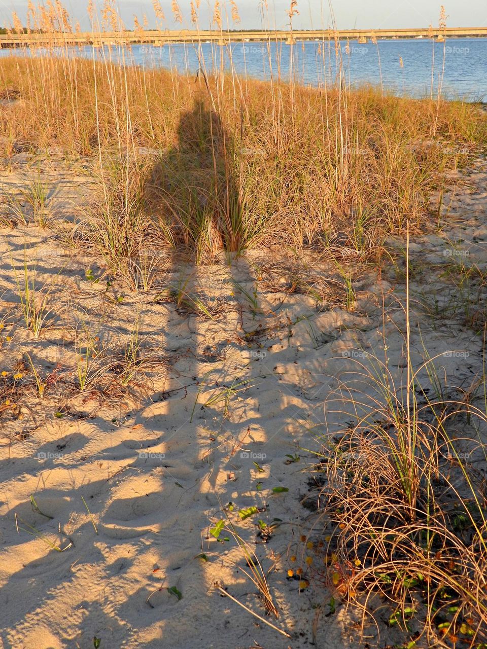 SUNNY DAYS - A shadow on the white sand and sea oats-  Watch how the light changes across the vista as the sun sinks lower in the sky, the ‘golden hour’ just before the sun sets can be magical