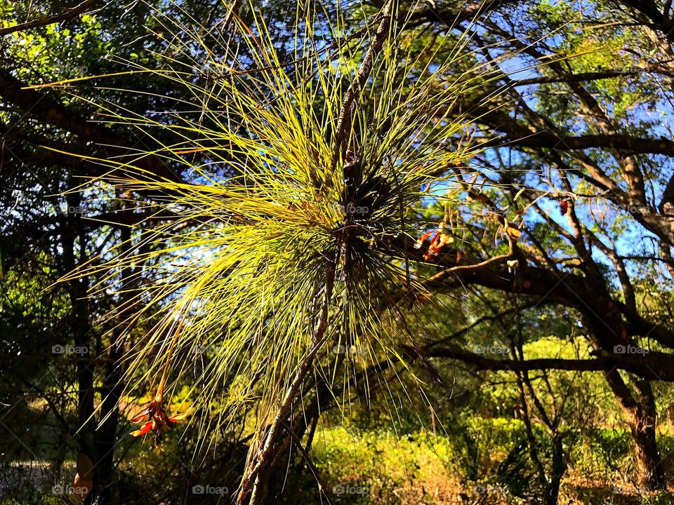 Blooming air plant nestled in an oak tree.