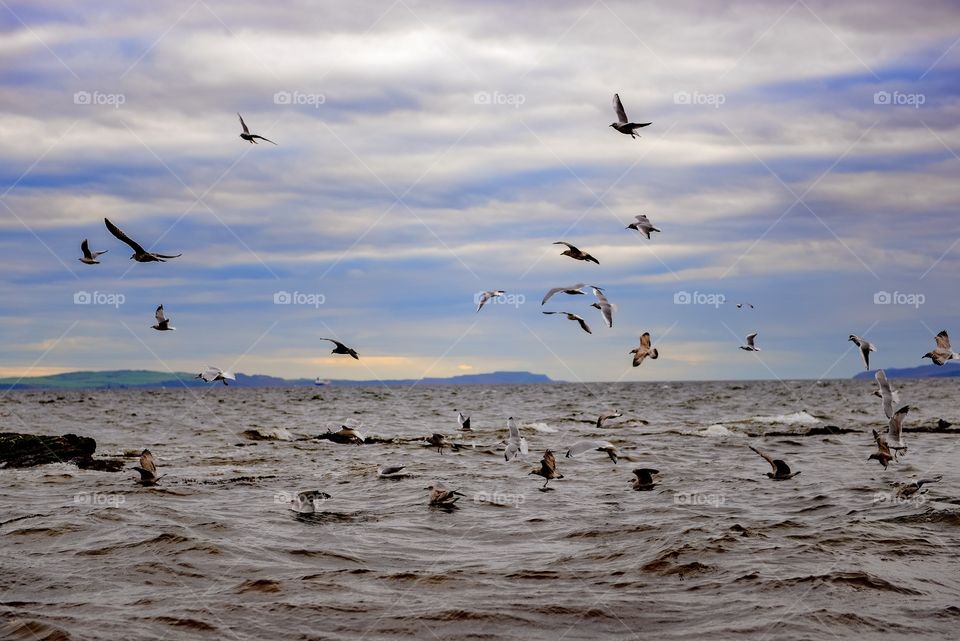 Seagulls flying in the sky